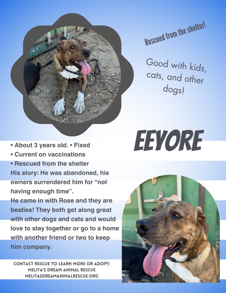Eeyore - Adoptable Rescue Dog