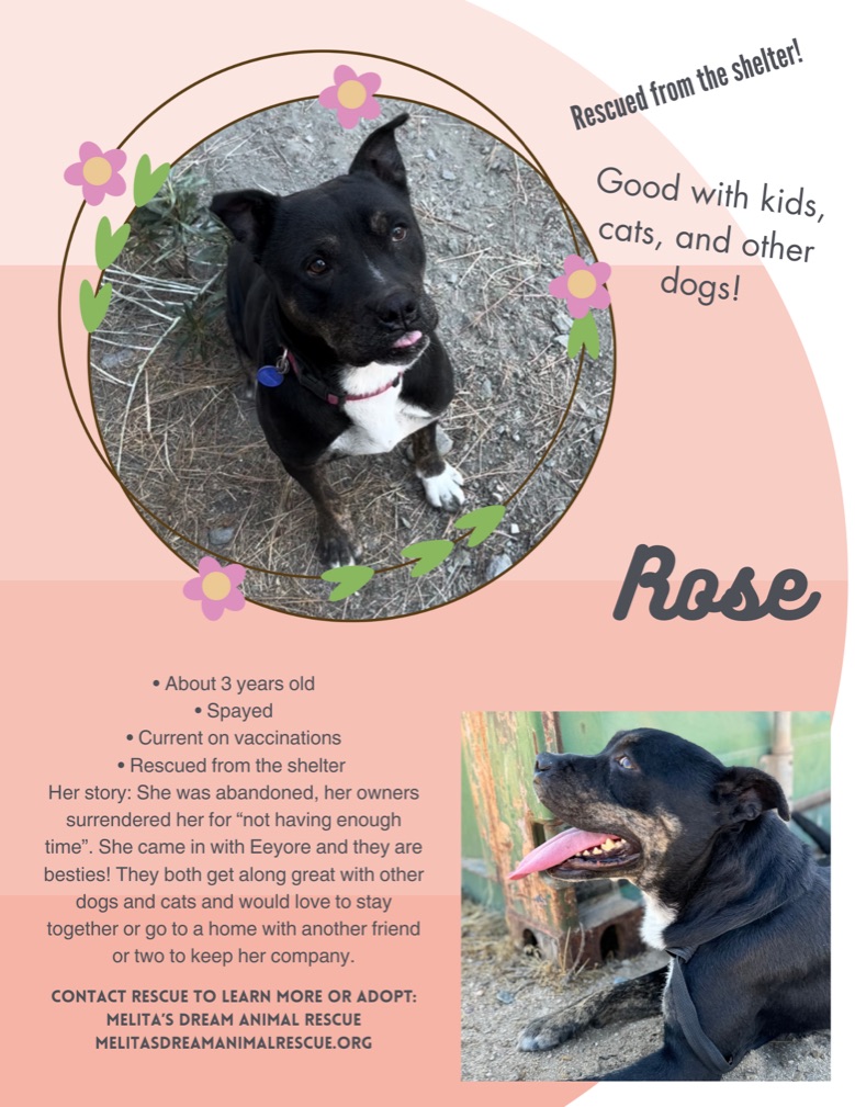 Rescue Dog Rose